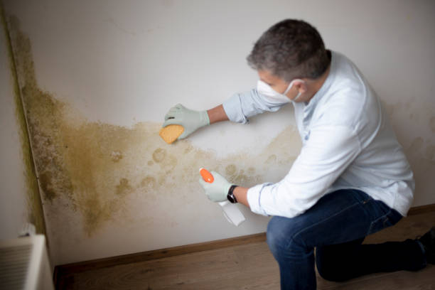 Mold Remediation for Vacation Homes in Estelle, LA