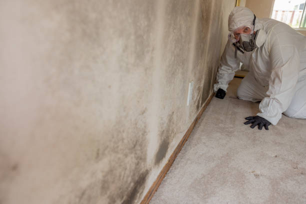 Best Basement Mold Removal  in Estelle, LA